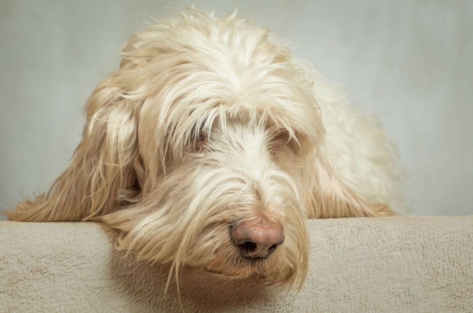 Grand Basset Griffon Vendeen