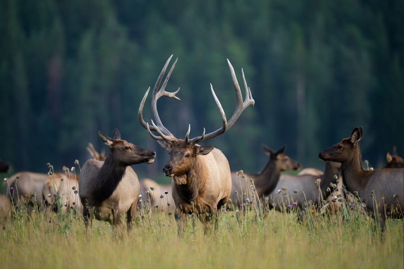 Rocky Mountain's Elk Encounters