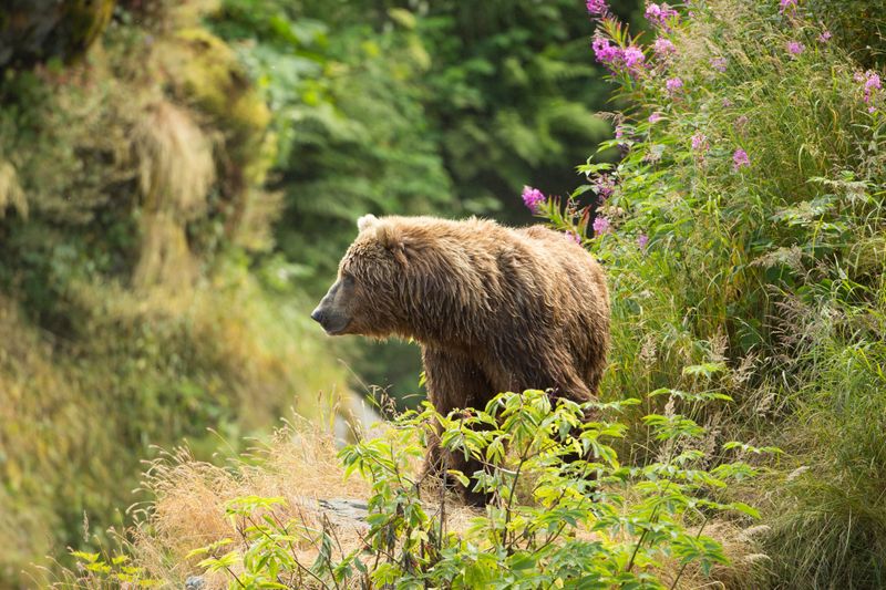 North Cascades National Park: Recovery Zone