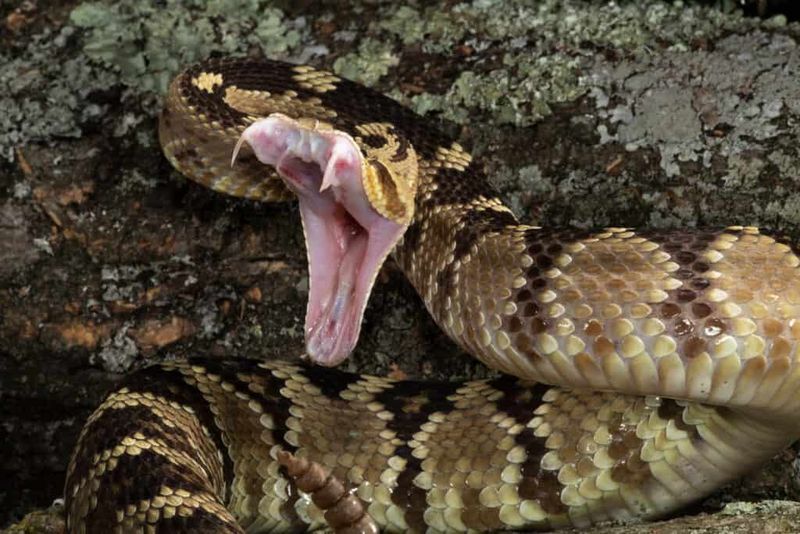 Black-Tailed Rattlesnake