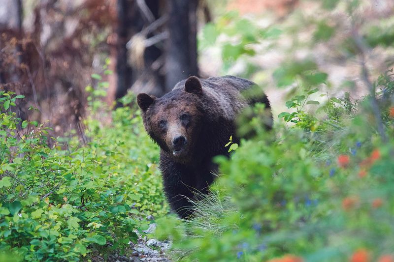 Glacier National Park: Grizzly Central