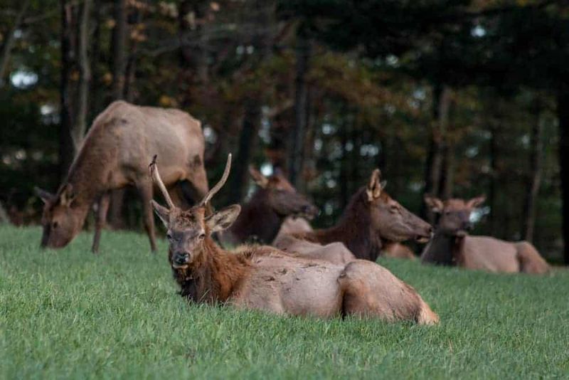 Pennsylvania Elk Country, Benezette