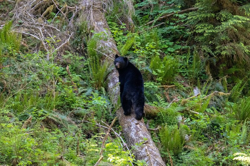Olympic National Park's Coastal Predators