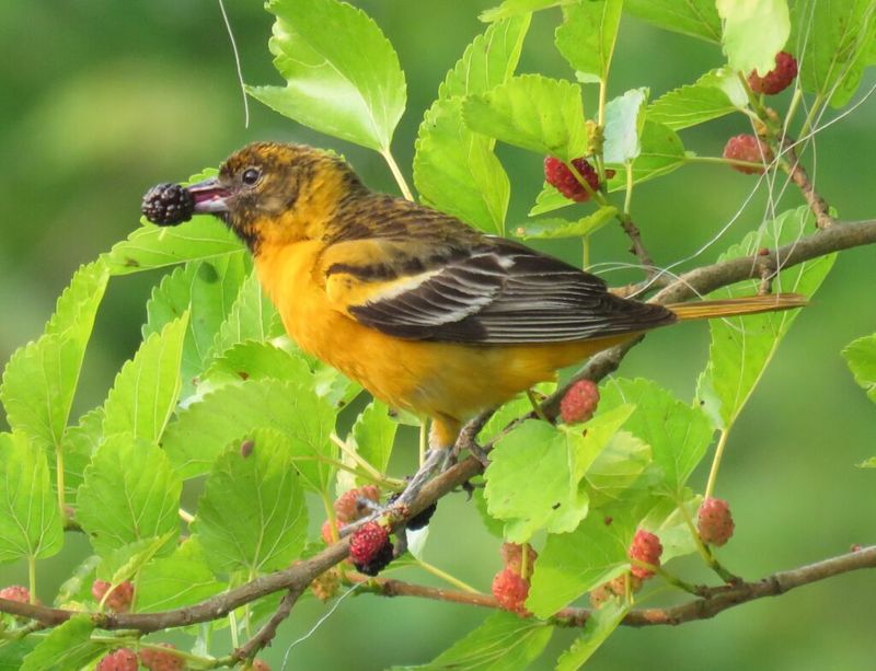 Native Fruit Trees: Long-Term Attraction Strategy