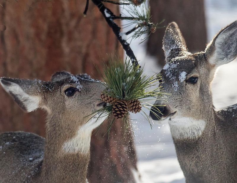 Pine Needles