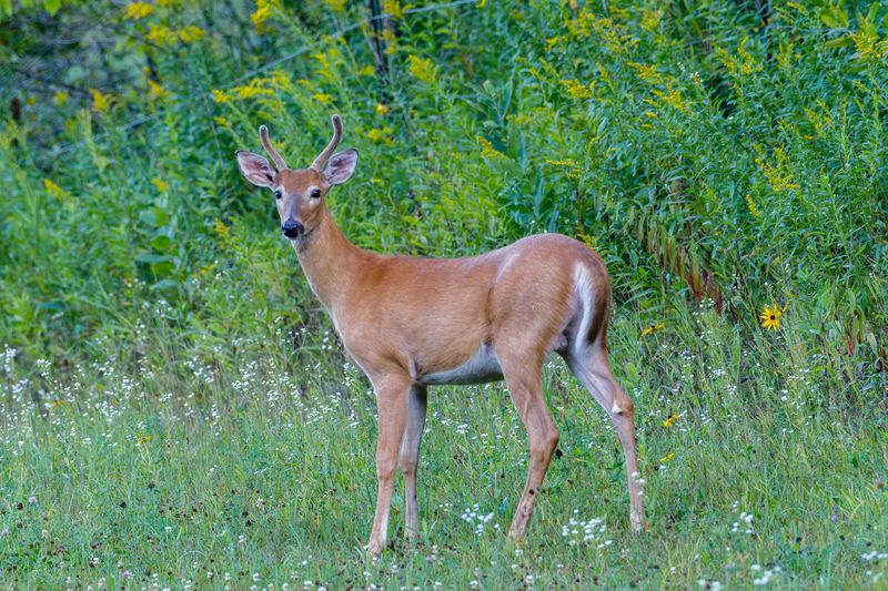 Crafty Crop Raiders: Deer