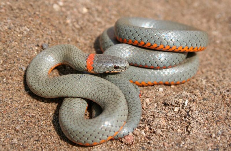 Ringneck Snake: The Subtle Trickster