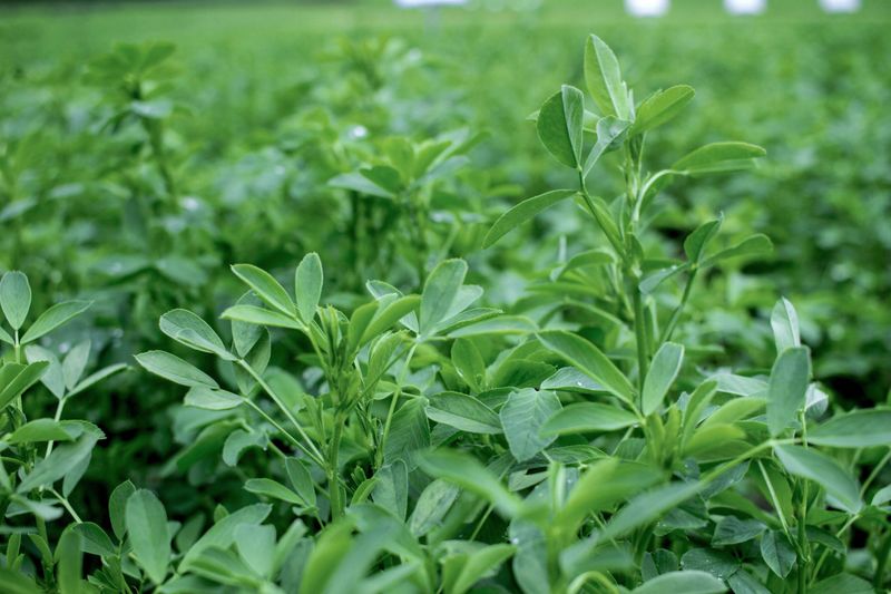 Alfalfa: The Ultimate Gopher Delicacy