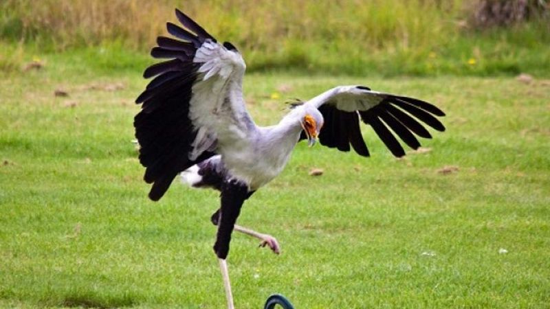 Secretary Bird