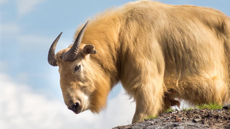 Mysterious Mountain Dwellers: The Takin