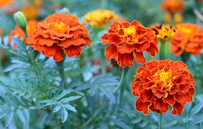 Strategic Plant Selection