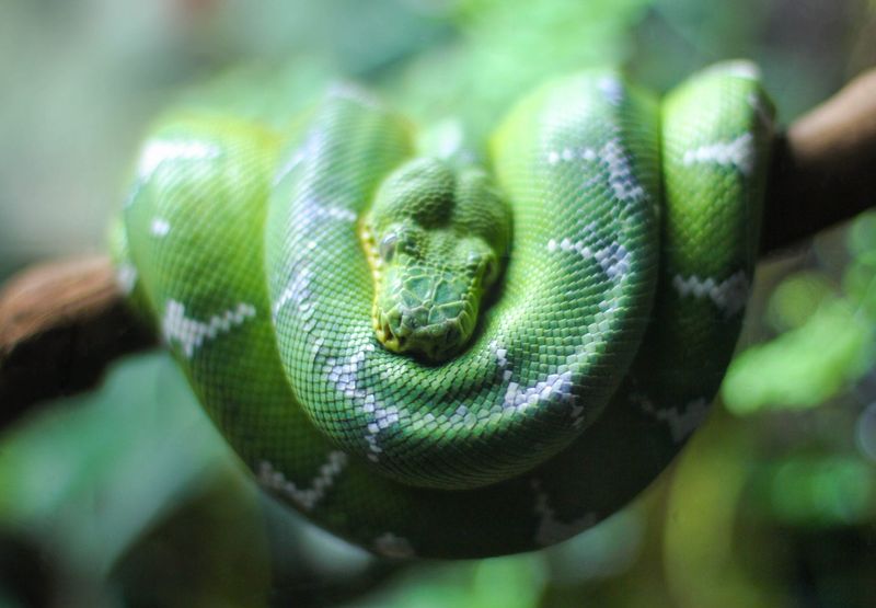 Infrared-Sensing Pythons