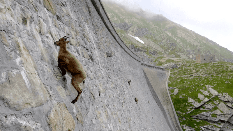 Fearless Alpine Ibex