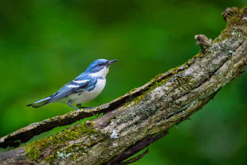 Cerulean Warbler – The Canopy Singer
