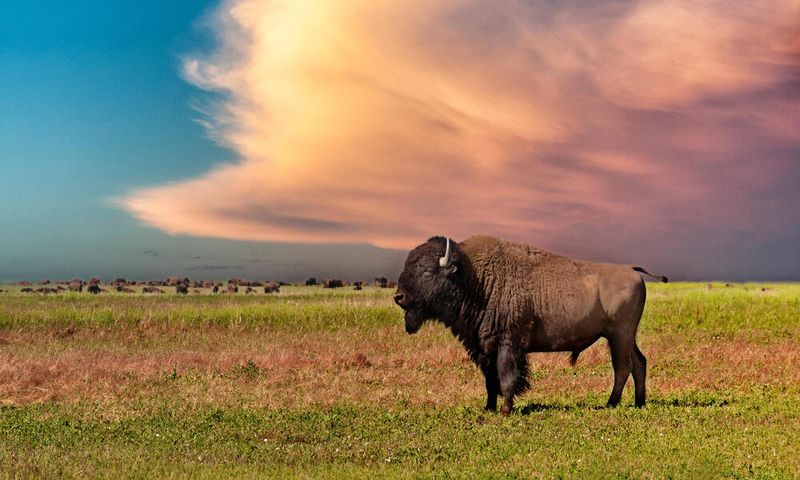 American Bison – From Millions To Hundreds To Thousands