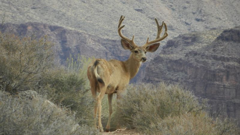 Mule Deer