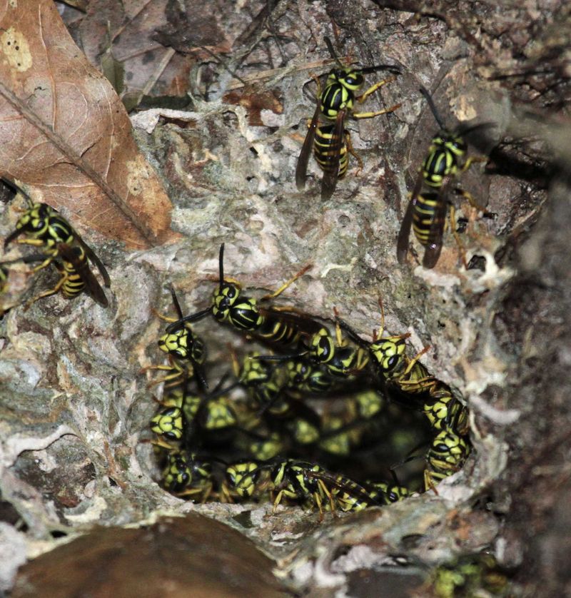 Yellow Jacket Wasp: Aggressive Colony Defender