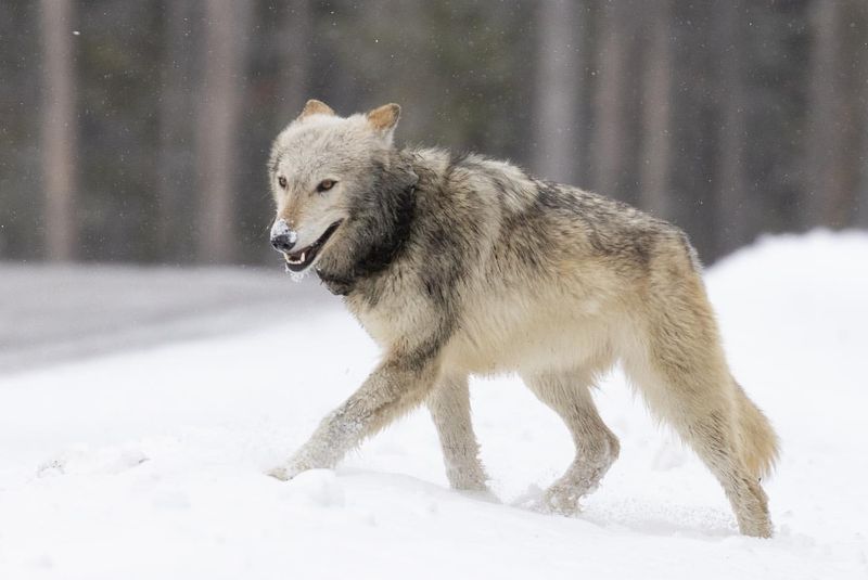 Gray Wolf