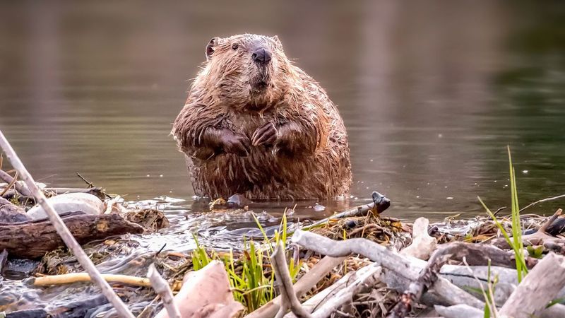 American Beavers: Nature's Engineers Return