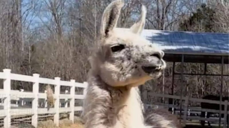 Llamas: Woolly Guardians