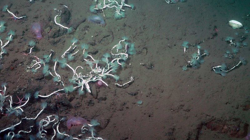 Adaptation To Extreme Environments