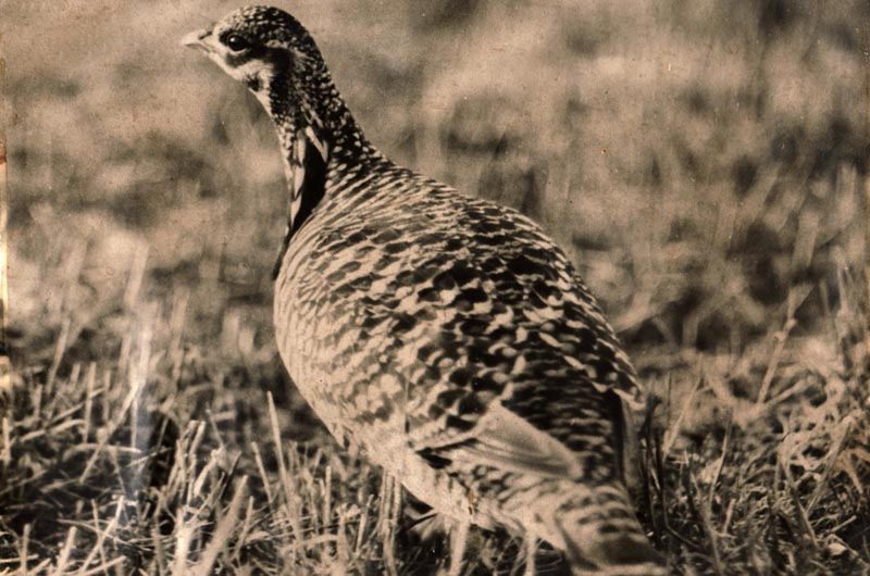 Heath Hen: The Prairie Chicken's Lost Cousin