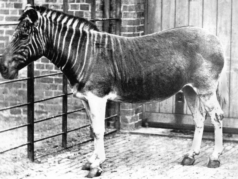 Quagga: Half-Zebra Mystery