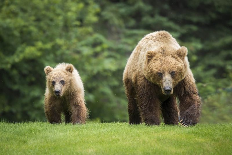 California Grizzly Bear