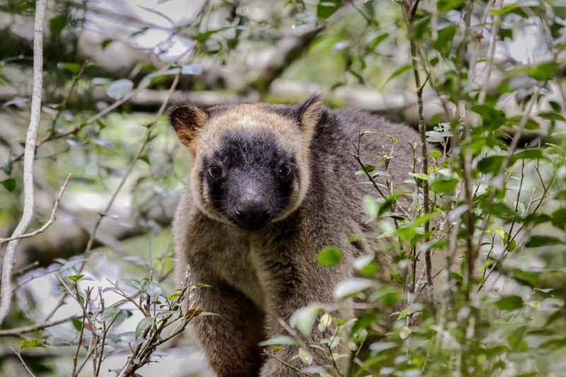 Tree Kangaroo