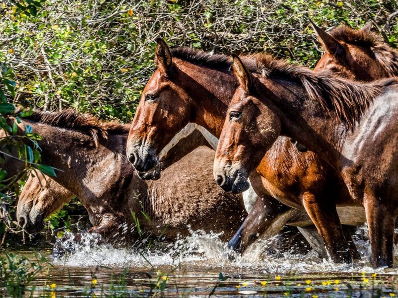 Lavradeiros Of Brazil's Wetlands