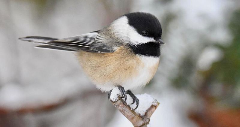 Black-capped Chickadee - The Winter Charmer