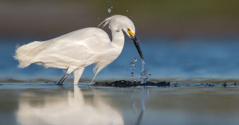 Snowy Egret – The Dancing White Beauty