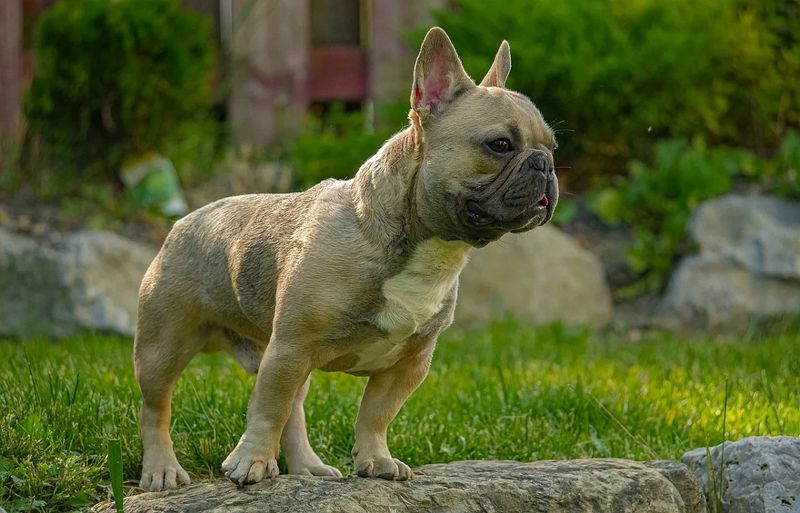 French Bulldog