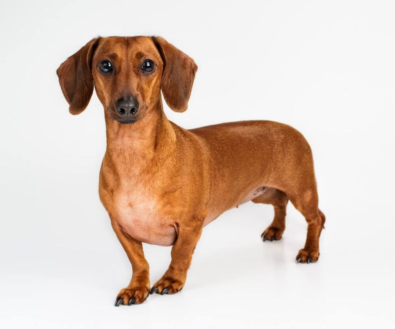 Dachshund