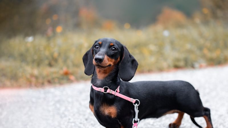 Dachshund