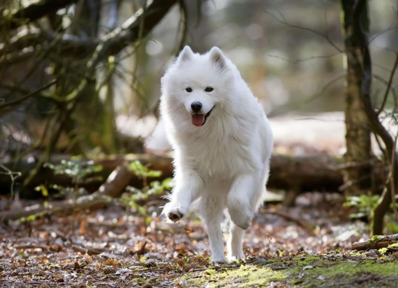Samoyed: The Smiling Budget-Buster