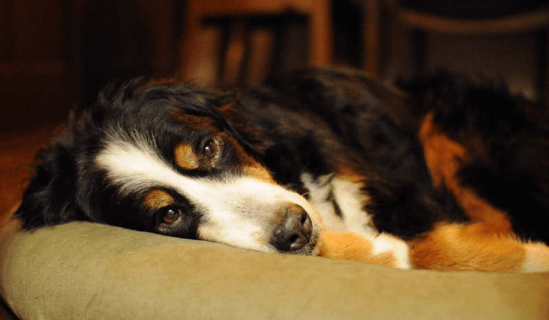 Bernese Mountain Mood-Readers