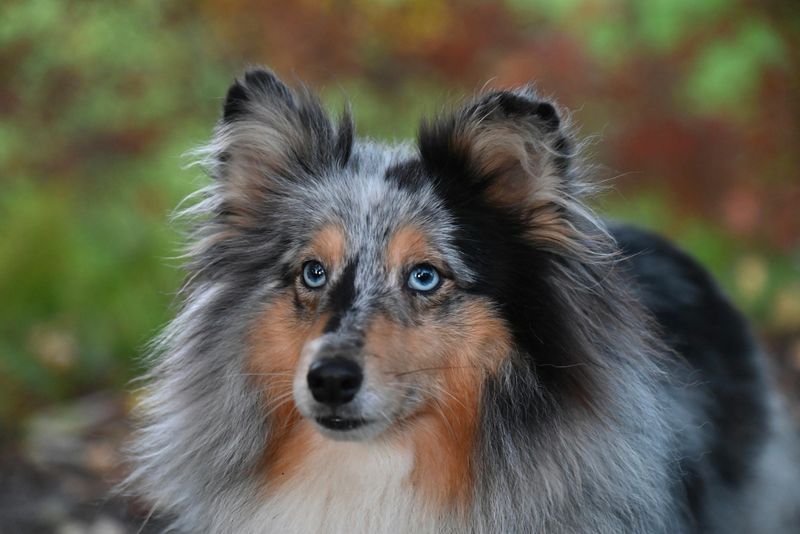 Shetland Sheepdog