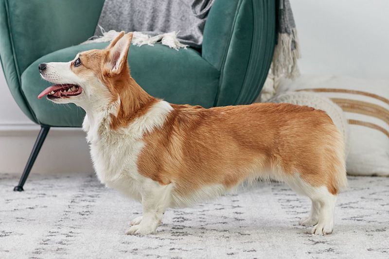 Corgis