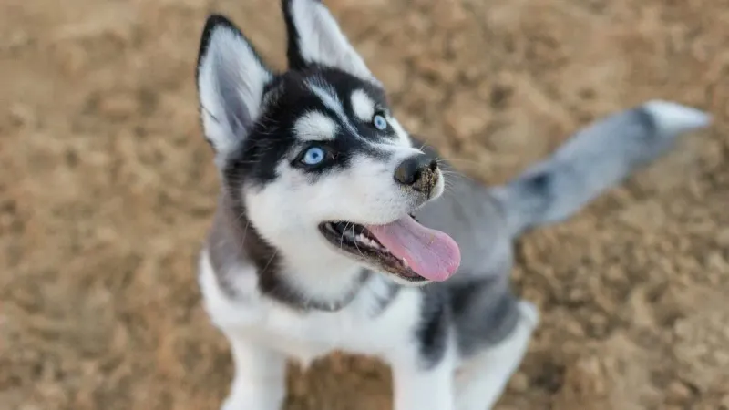 Siberian Huskies: Beautiful Escape Artists