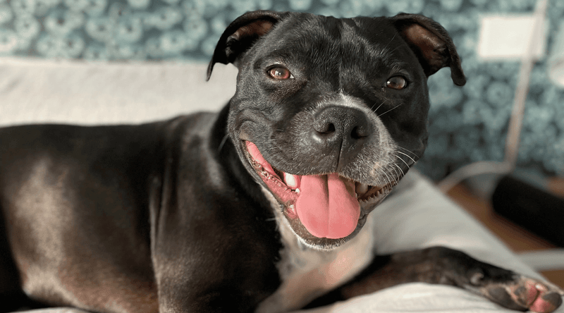 Staffordshire Bull Terriers: Nanny Dogs With Smiles
