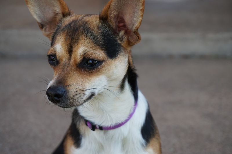 Chihuahuas: Small Dog, Supersized Stress