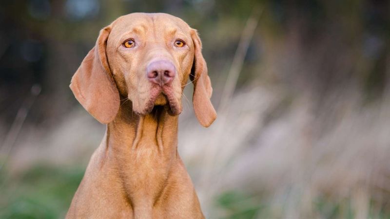Vizslas: Velcro Dogs Undone By Noise