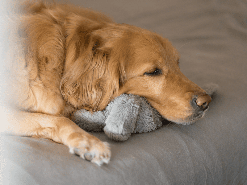 Golden Retrievers