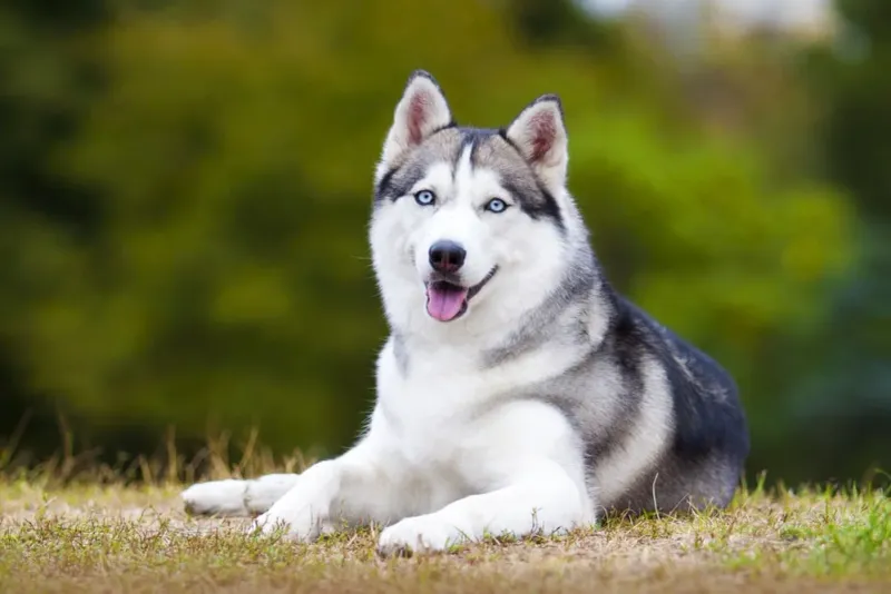 Siberian Huskies