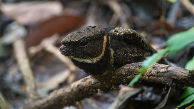 The Great Eared Nightjar's Dragon-Like Appearance