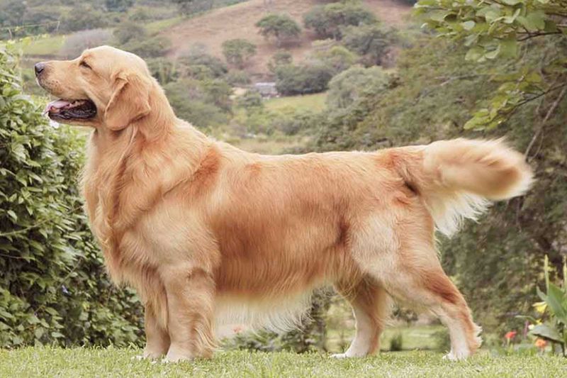 Excellent With Family And Other Pets