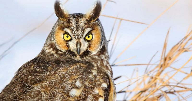 Long-Eared Owl: The Secretive Forest Dweller