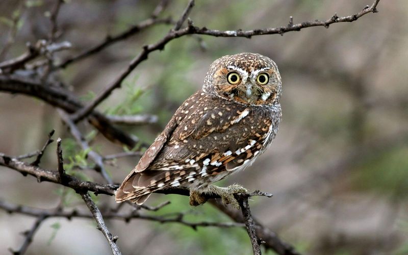 Elf Owl