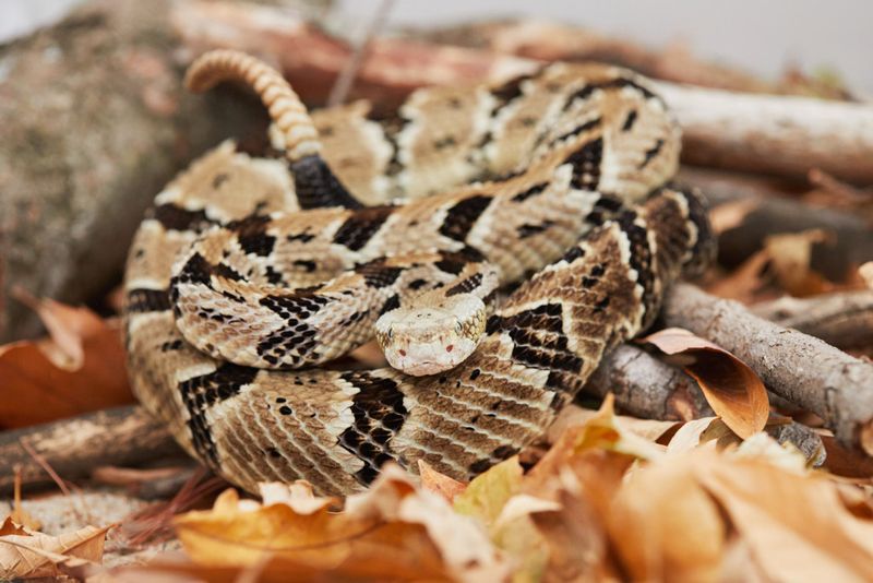 Timber Rattlesnake